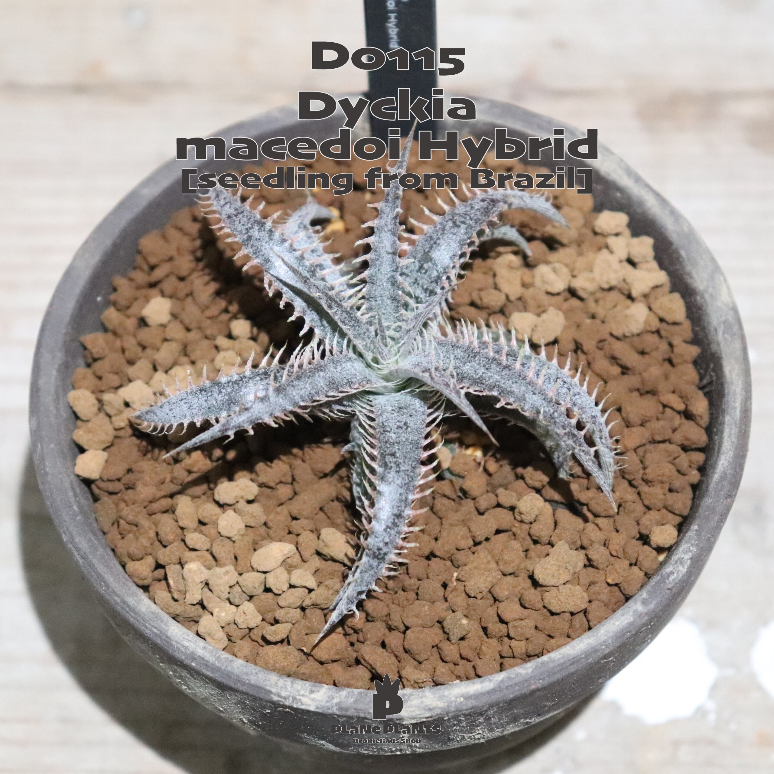 送料無料】macedoi Hybrid [seedling from Brazil]〔ディッキア〕現品 ...