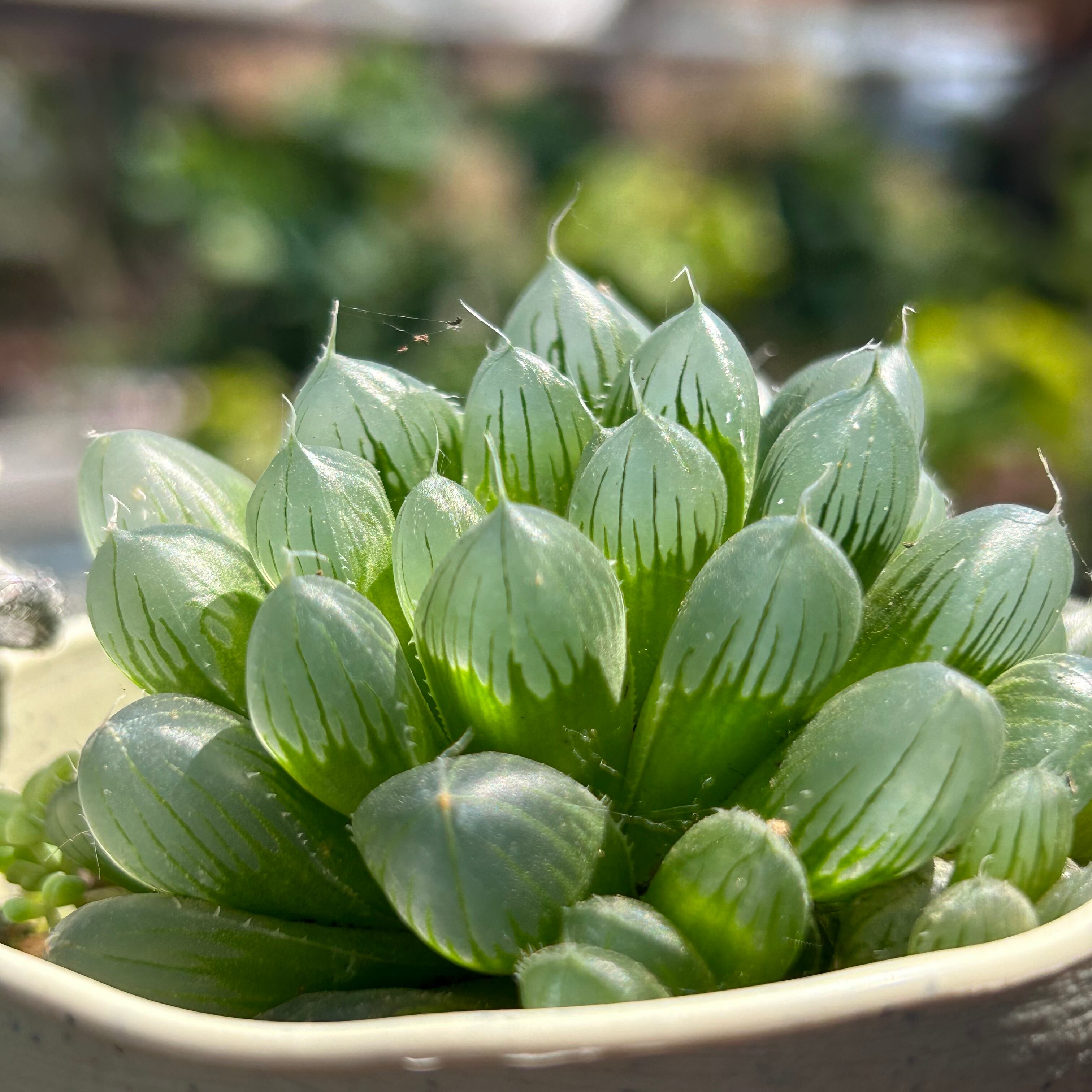 H)アガベ ドゥランゲンシス | RuPo 多肉植物専門店