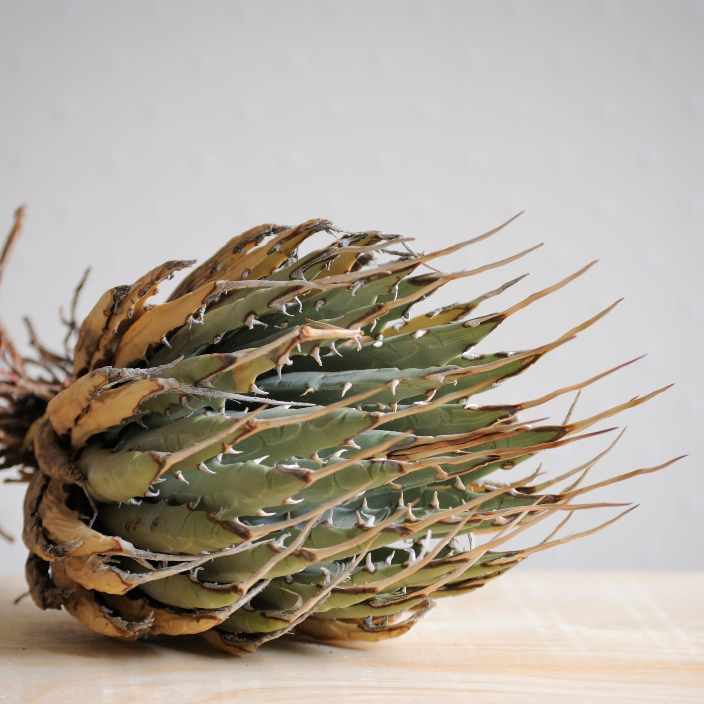 アガベ ユタエンシス エボリスピナ No.1 | Agave Rocon