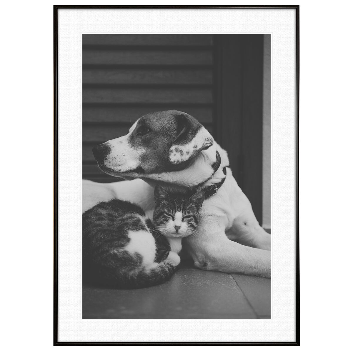 動物写真 寝ている猫と犬 インテリア モノクロアートポスター額装