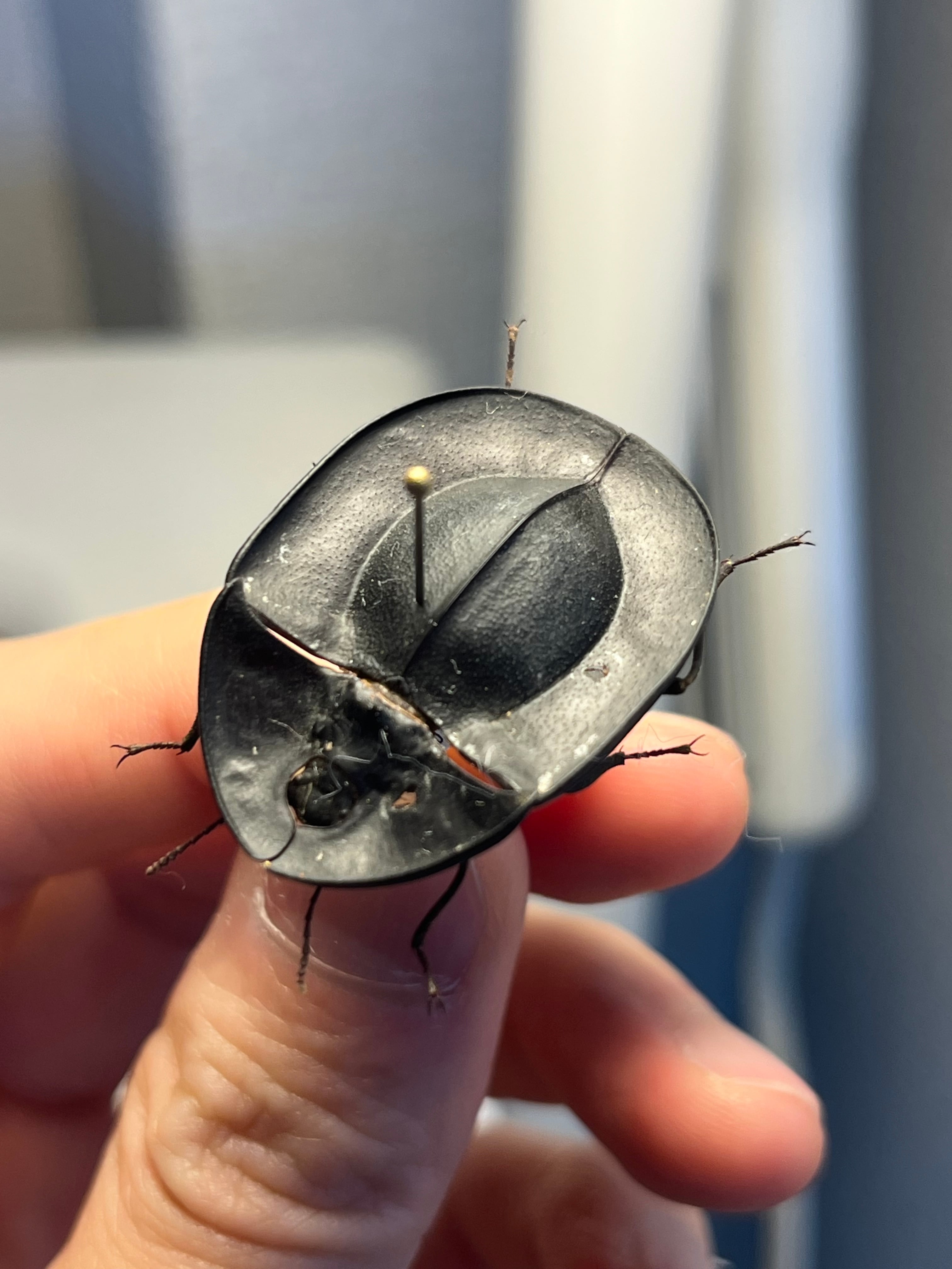 属内最高峰】パイザラゴミムシ 巨大 昆虫標本 標本 甲虫 オサムシ