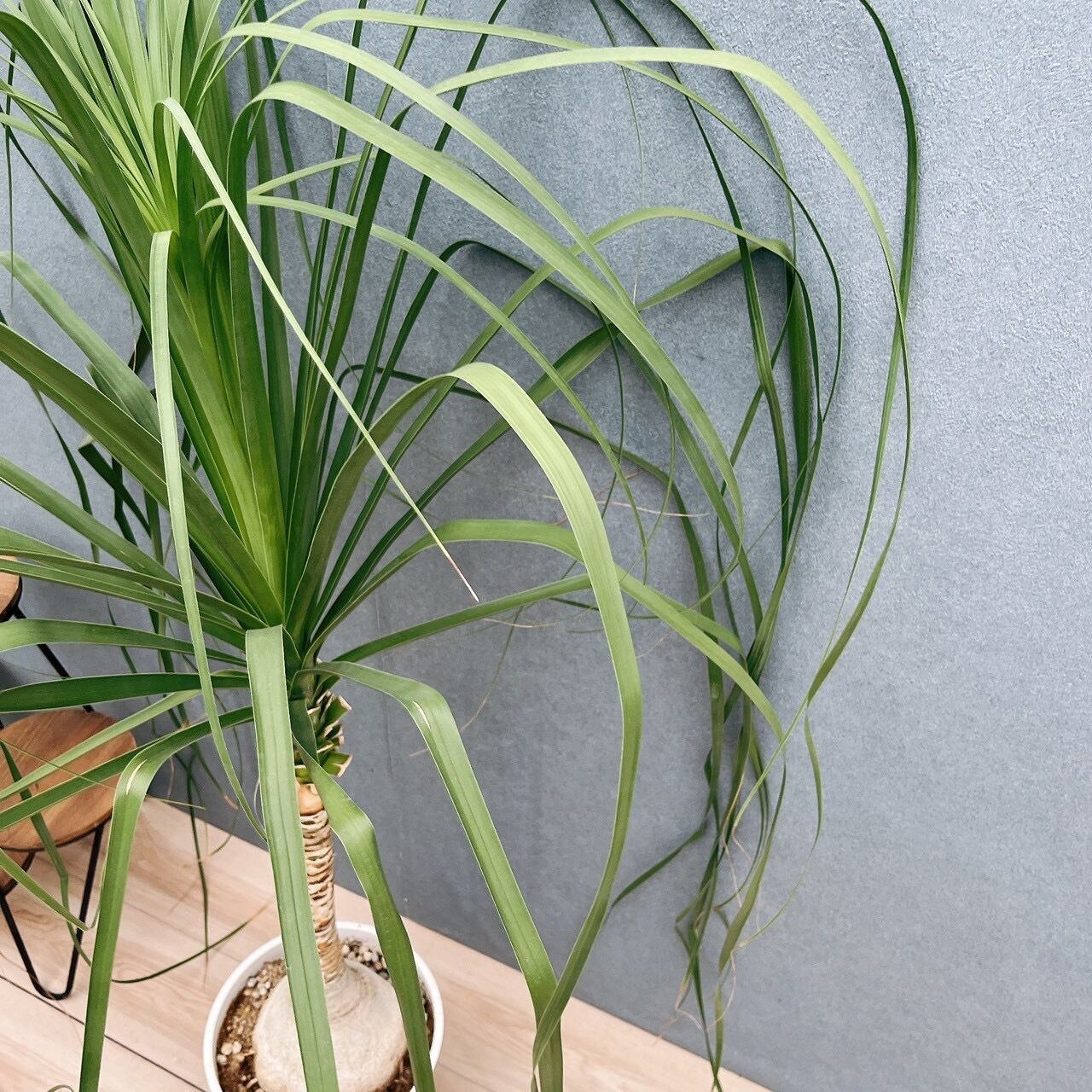 現品］60番 トックリラン 8号 ポニーテール ノリナ 観葉植物 室内 大型