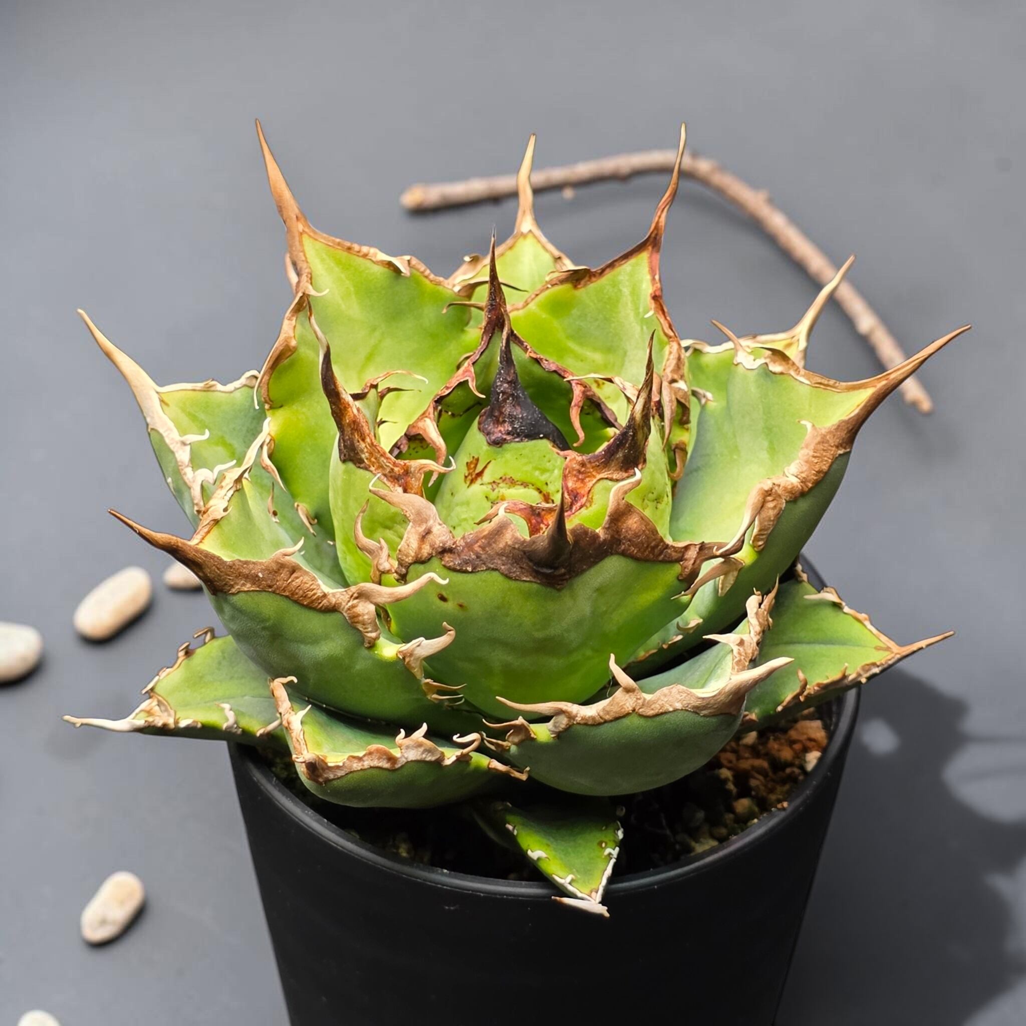 アガベ チタノタ 阿修羅 (Agave titanota 'Asura') | BRIDGE GARDEN