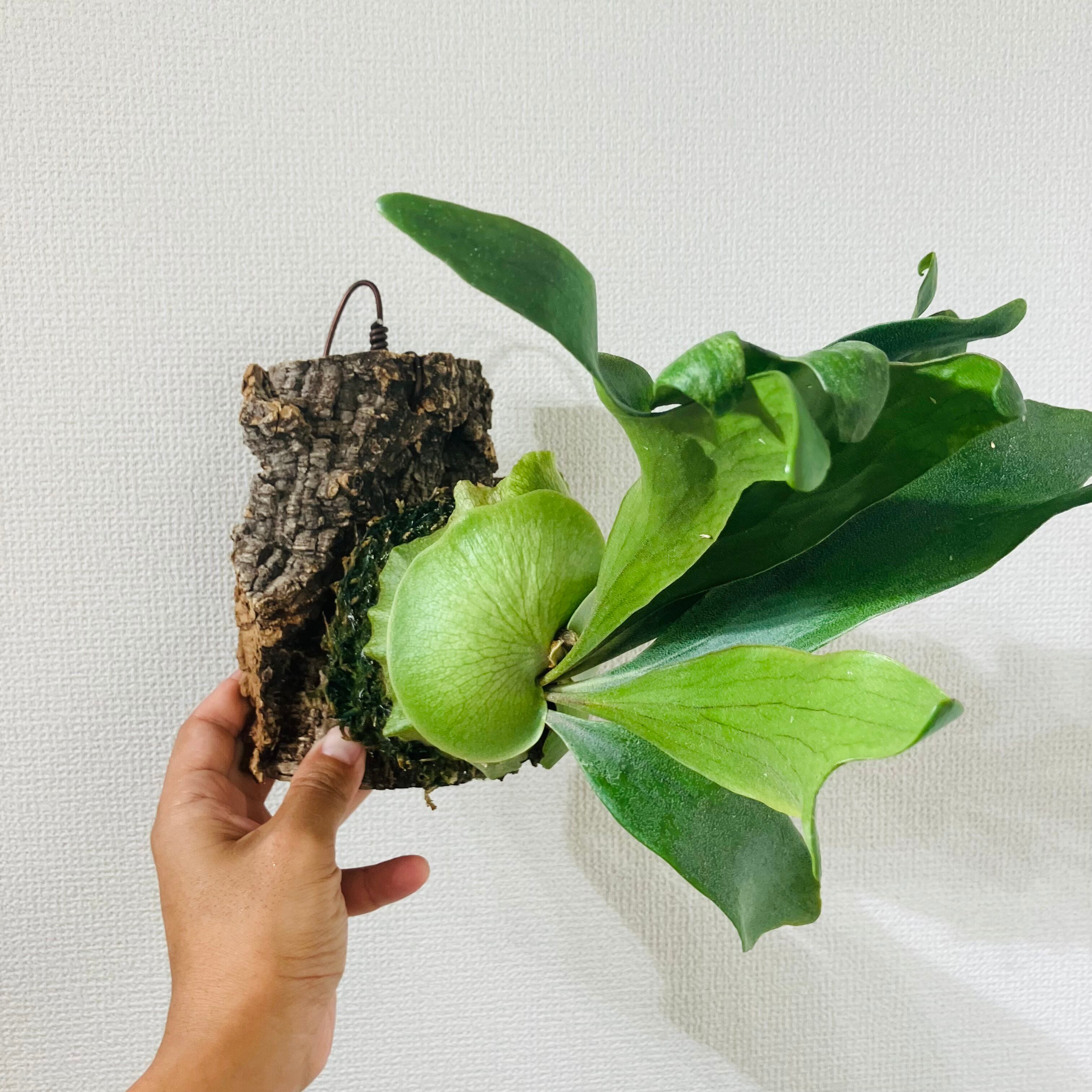 ビカクシダ P. willinckii Jenny (pup) P. willinckii Jenny / ビカクシダ ウィリンキー ジェニー