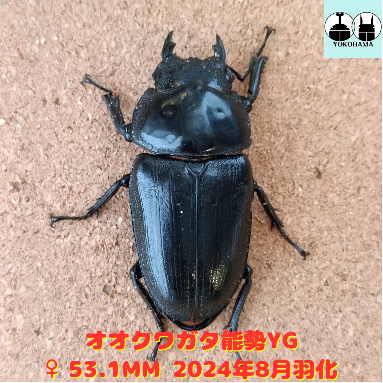 オオクワガタ 能勢YG ♀単品 53.1mm 産卵済み個体 販売中