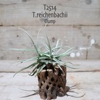 【送料無料】reichenbachii clump〔エアプランツ〕現品発送T2514