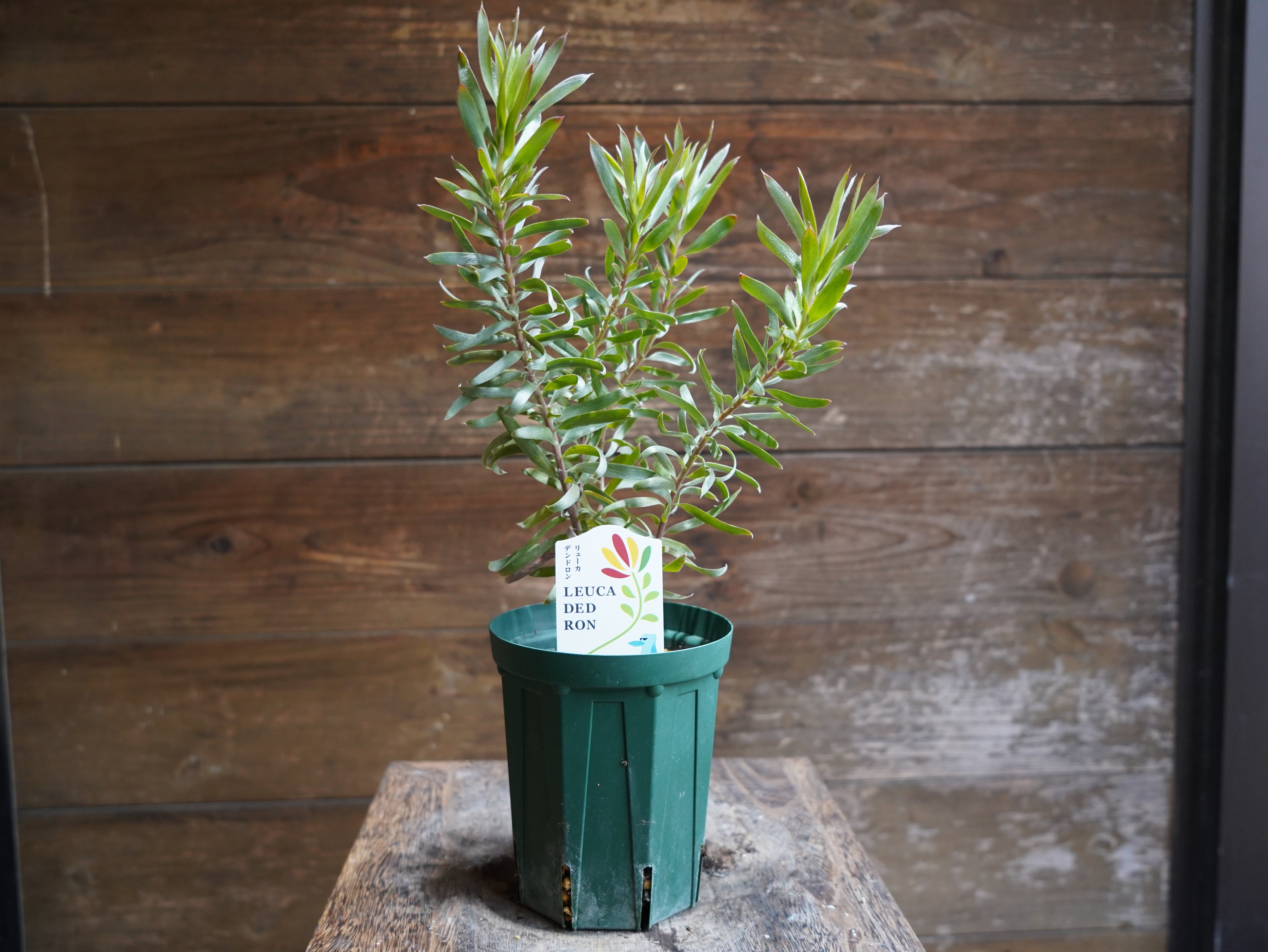 【現物】リューカデンドロン　”Gypsy Silver”　C