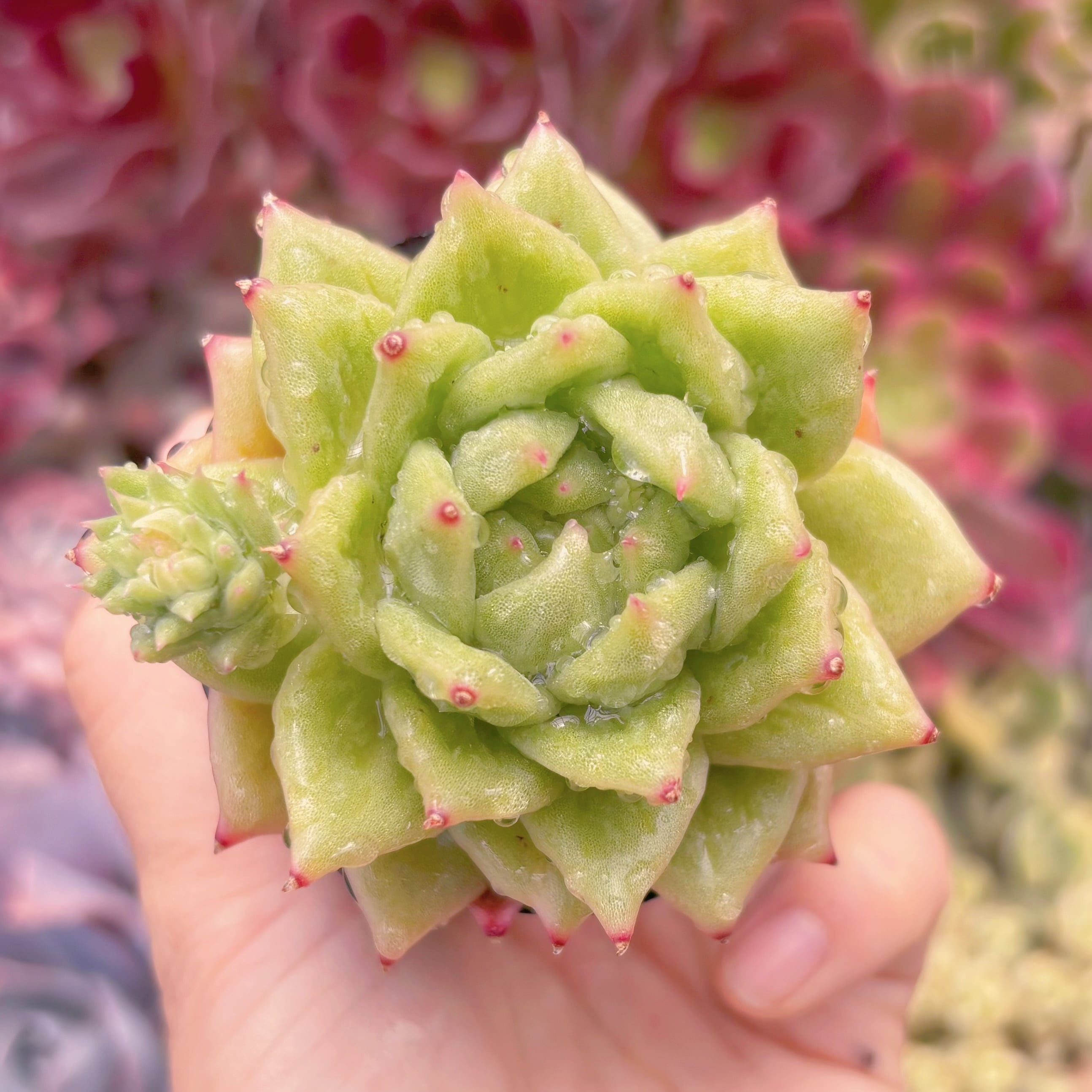 現品　リンクルマリア#1169　るる農園