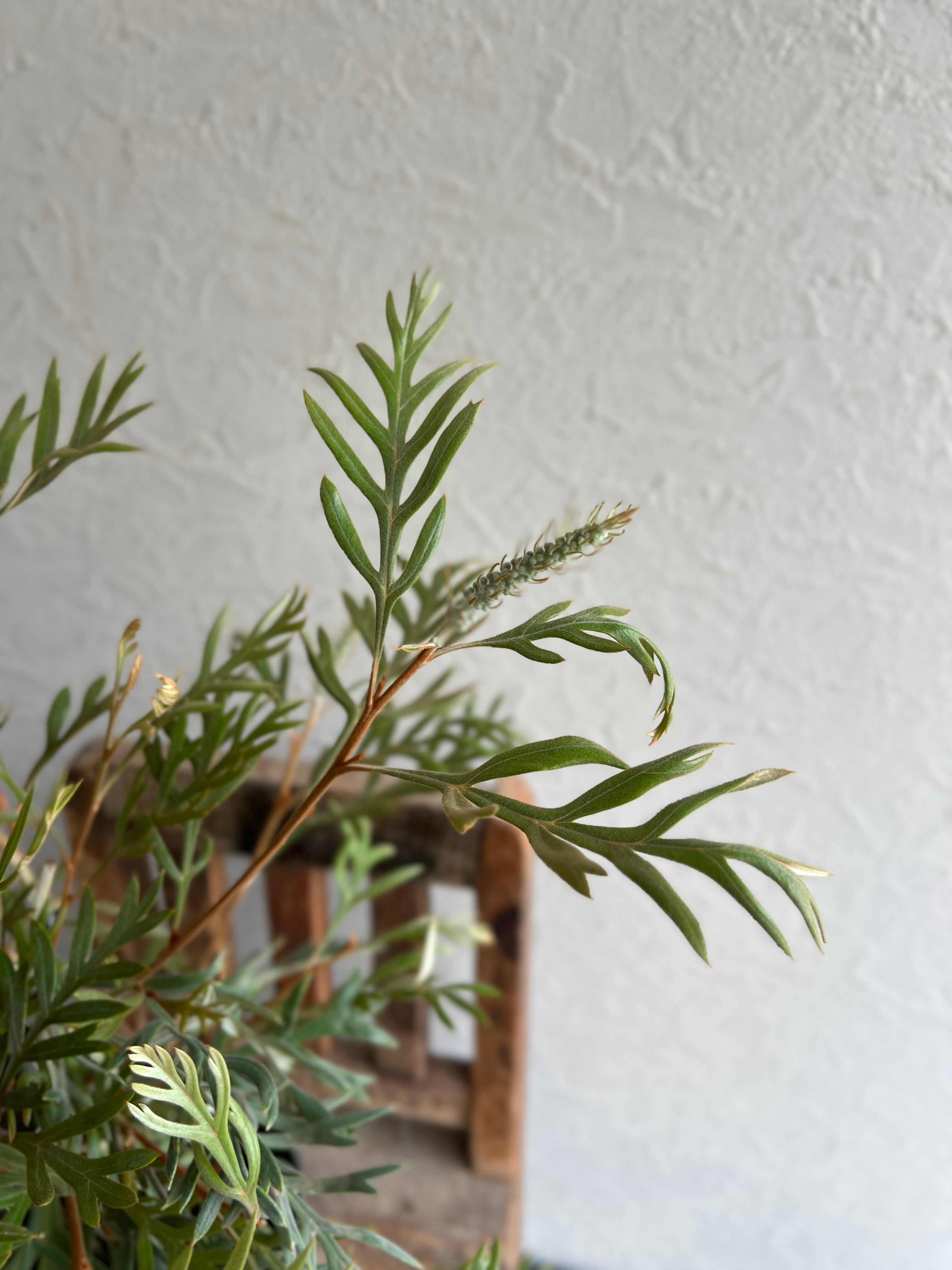 グレビレア ドーンパープル④ | 沼ノ上農園