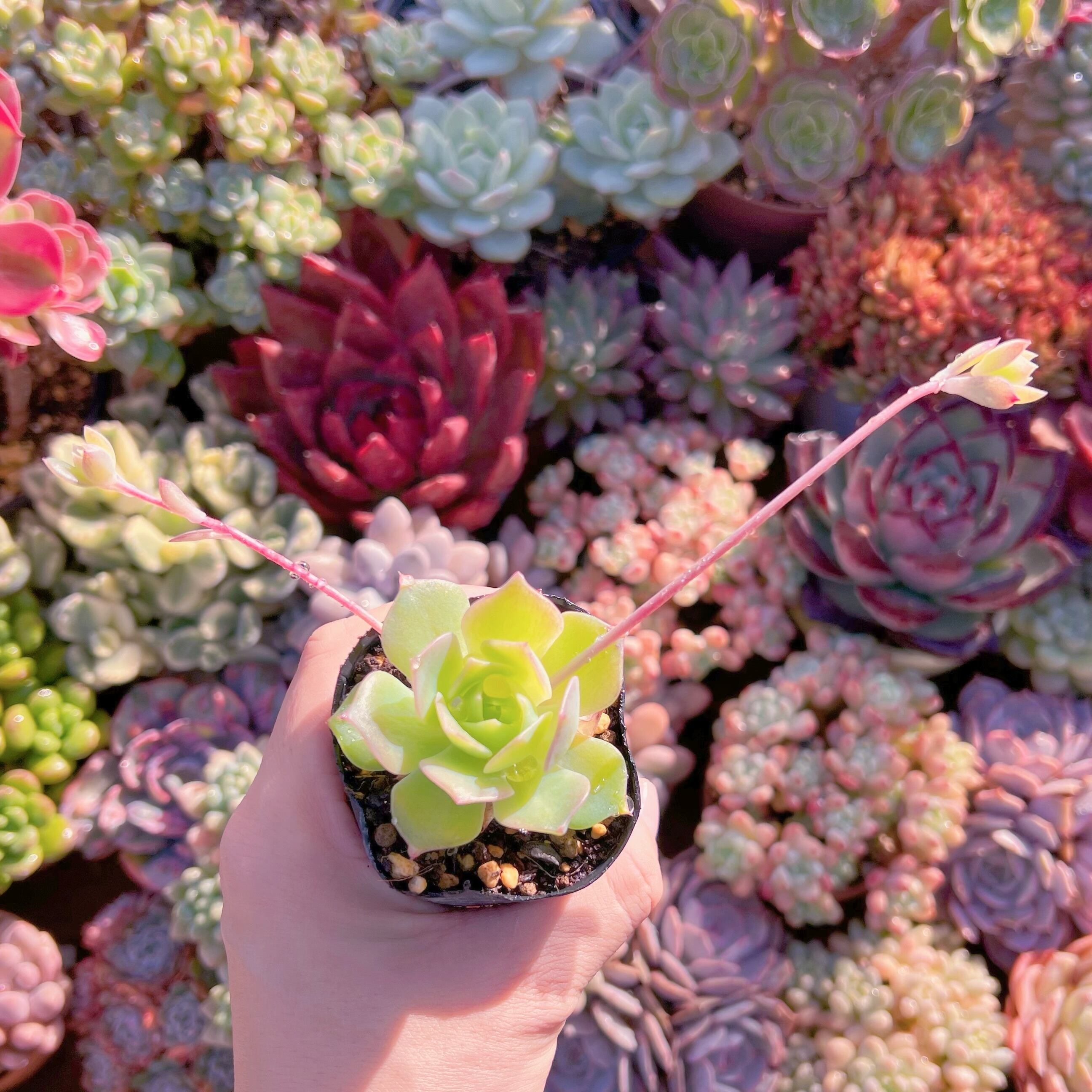 現品　マクドガリー ワイドリーフ#551   古株　るる農園