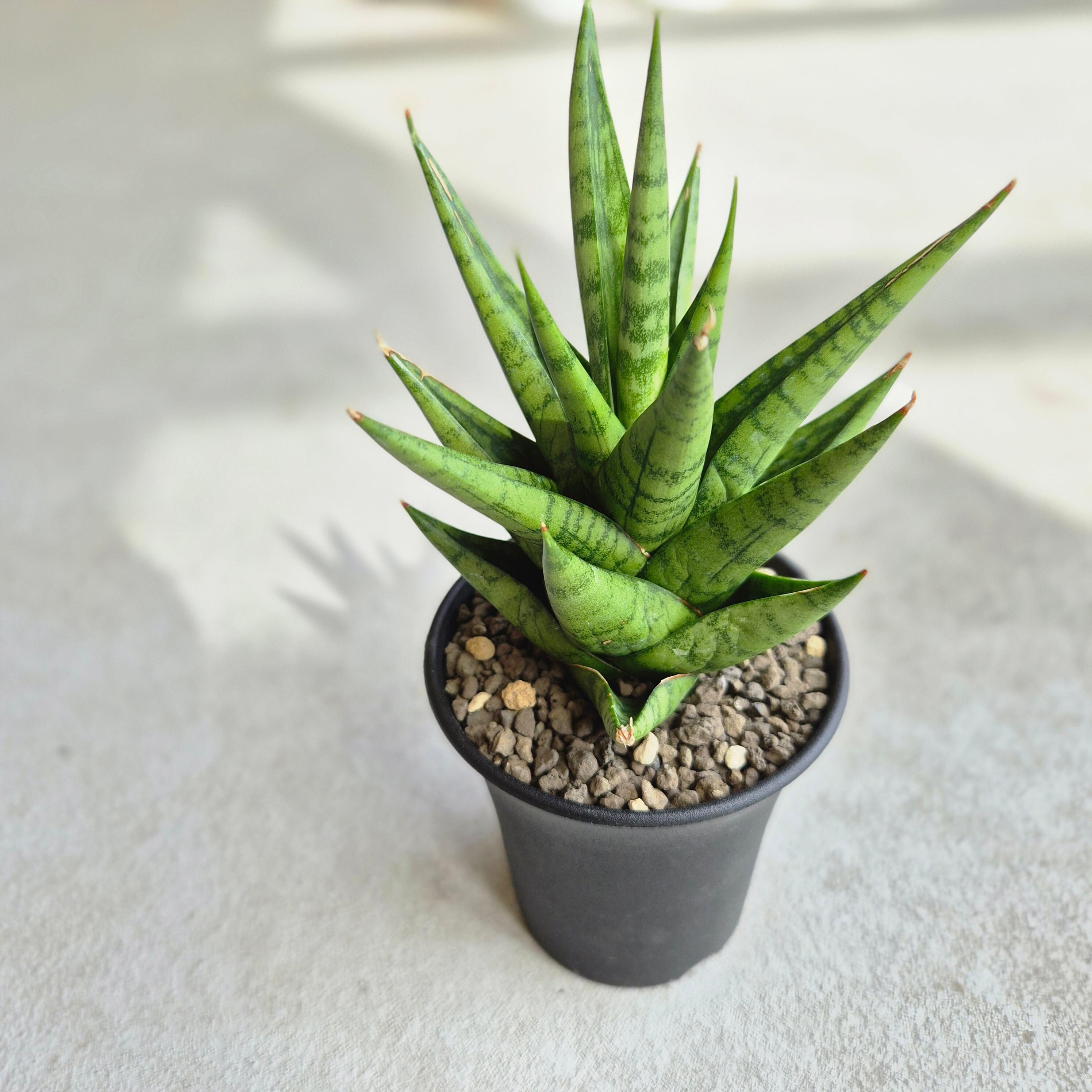 サンスベリア・テシャ（Sansevieria Tesya） | Plants Baka