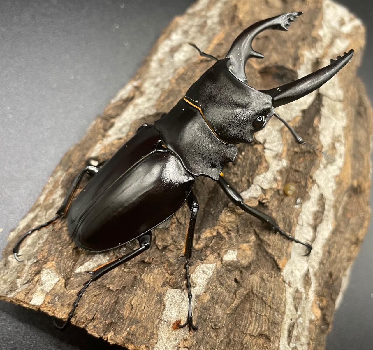 【WD】《アルケスツヤクワガタ 83mm A’品ペア》