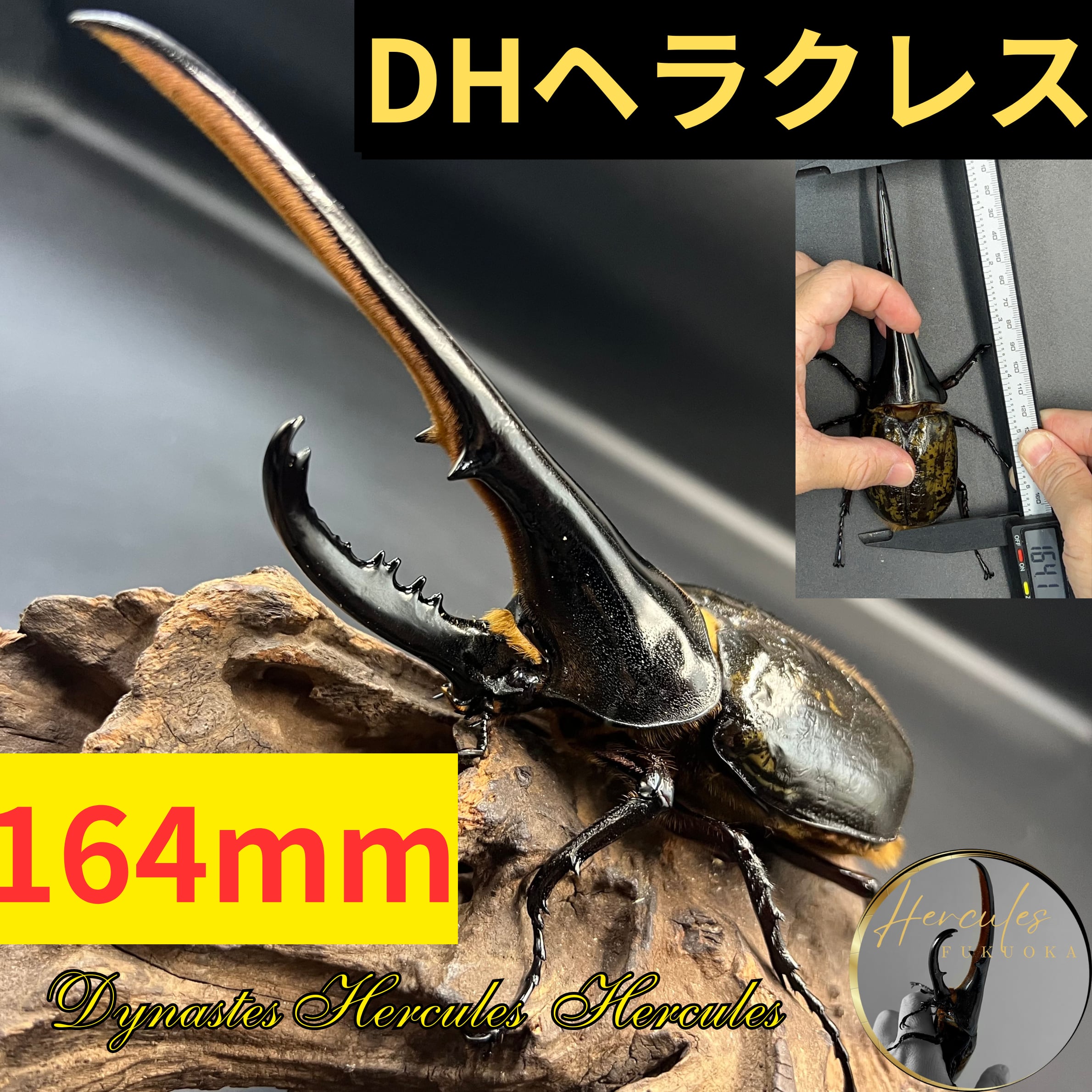DHヘラクレス160♂・60UP♀ペアA 【公式通販】