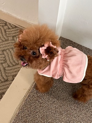 [予約] [tak!tak!tak!tak!] puppy fluffy ops (Peach pink)