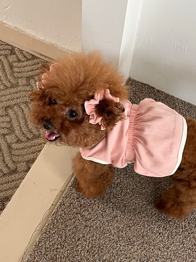 [予約] [tak!tak!tak!tak!] puppy fluffy ops (Peach pink)