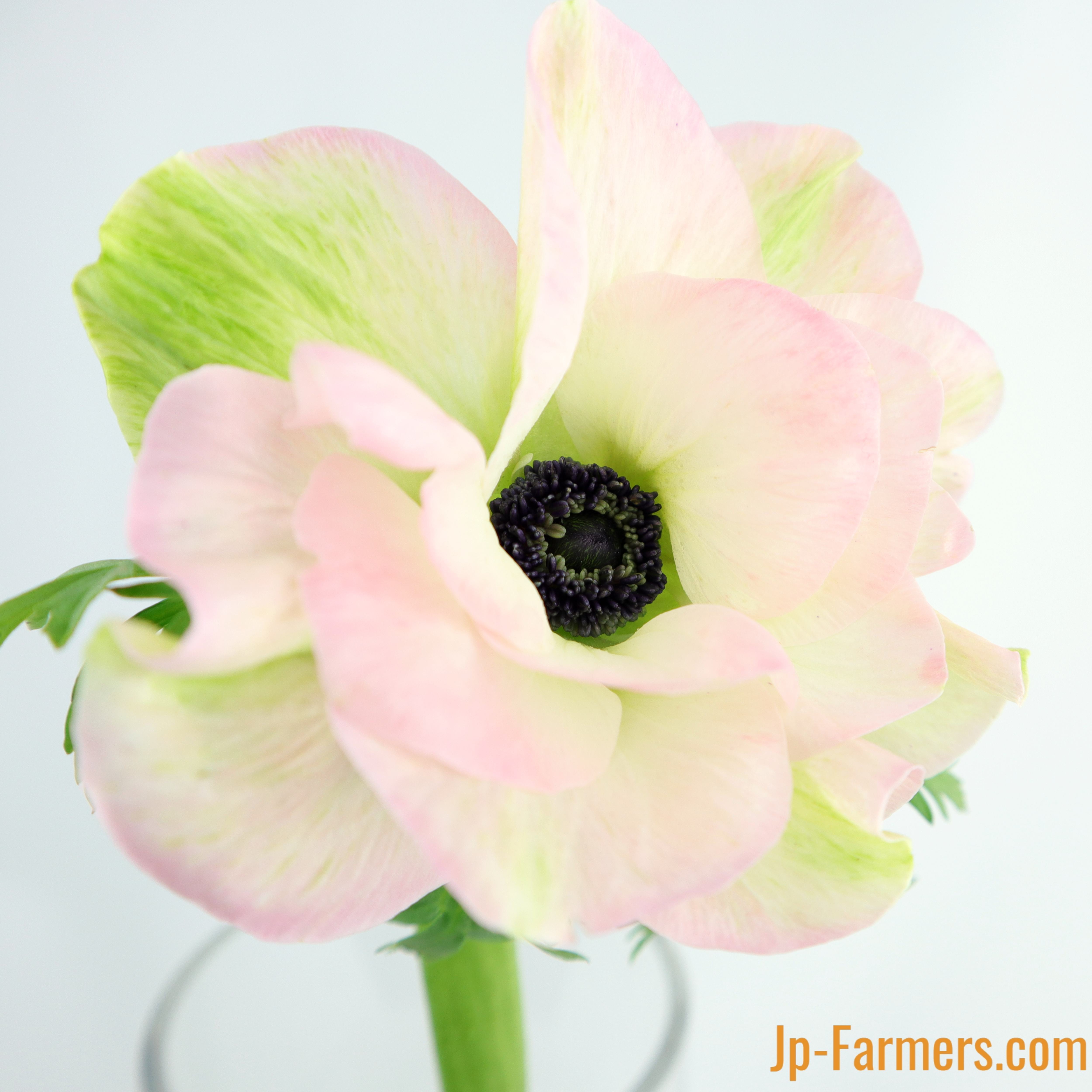 アネモネ | 新鮮お花問屋 Jp-Farmers.com