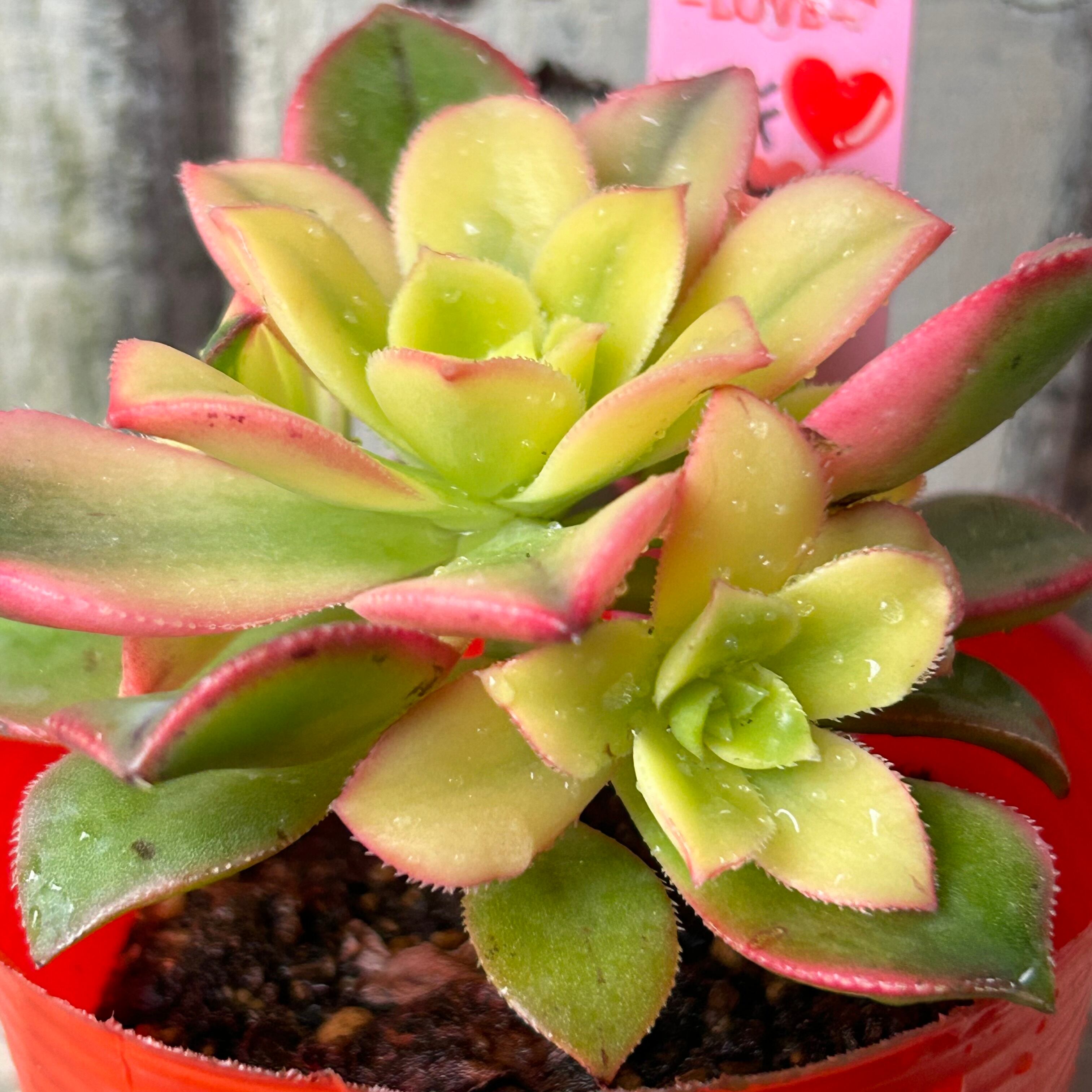 キウイ アエオニウム | RuPo 多肉植物専門店