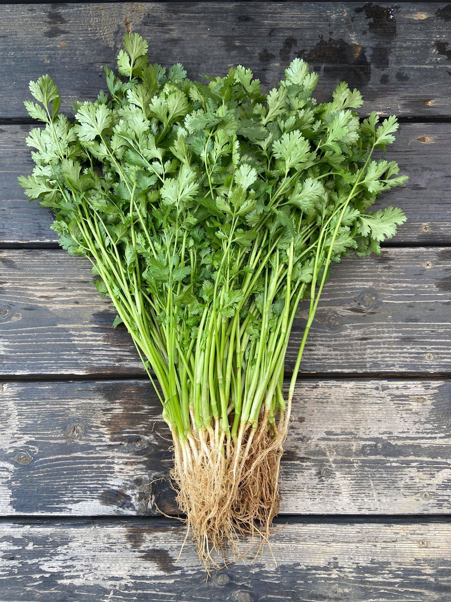 パクチー500g Pakuci Sisters Online Shop