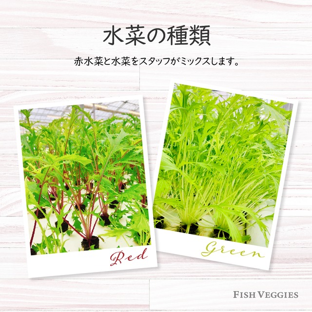 【FISH VEGGIES】ミックス水菜　70g　化学肥料/化学農薬不使用だから安心して食べられる