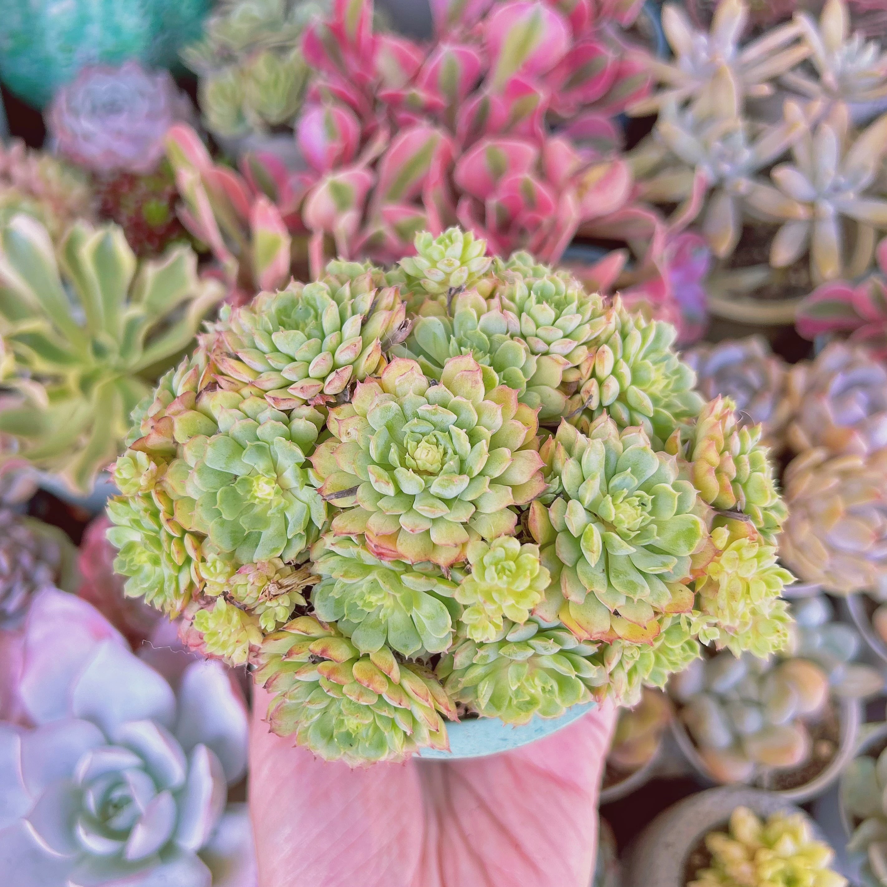 多肉植物 新品種 レッドグロブローサ 特大 12頭以上 | RunaHana