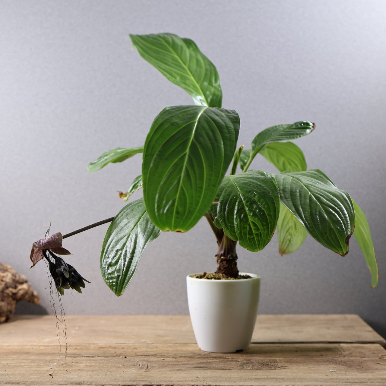 ビカクシダ アンティス 新品 P Antis andinum x elephantotis 