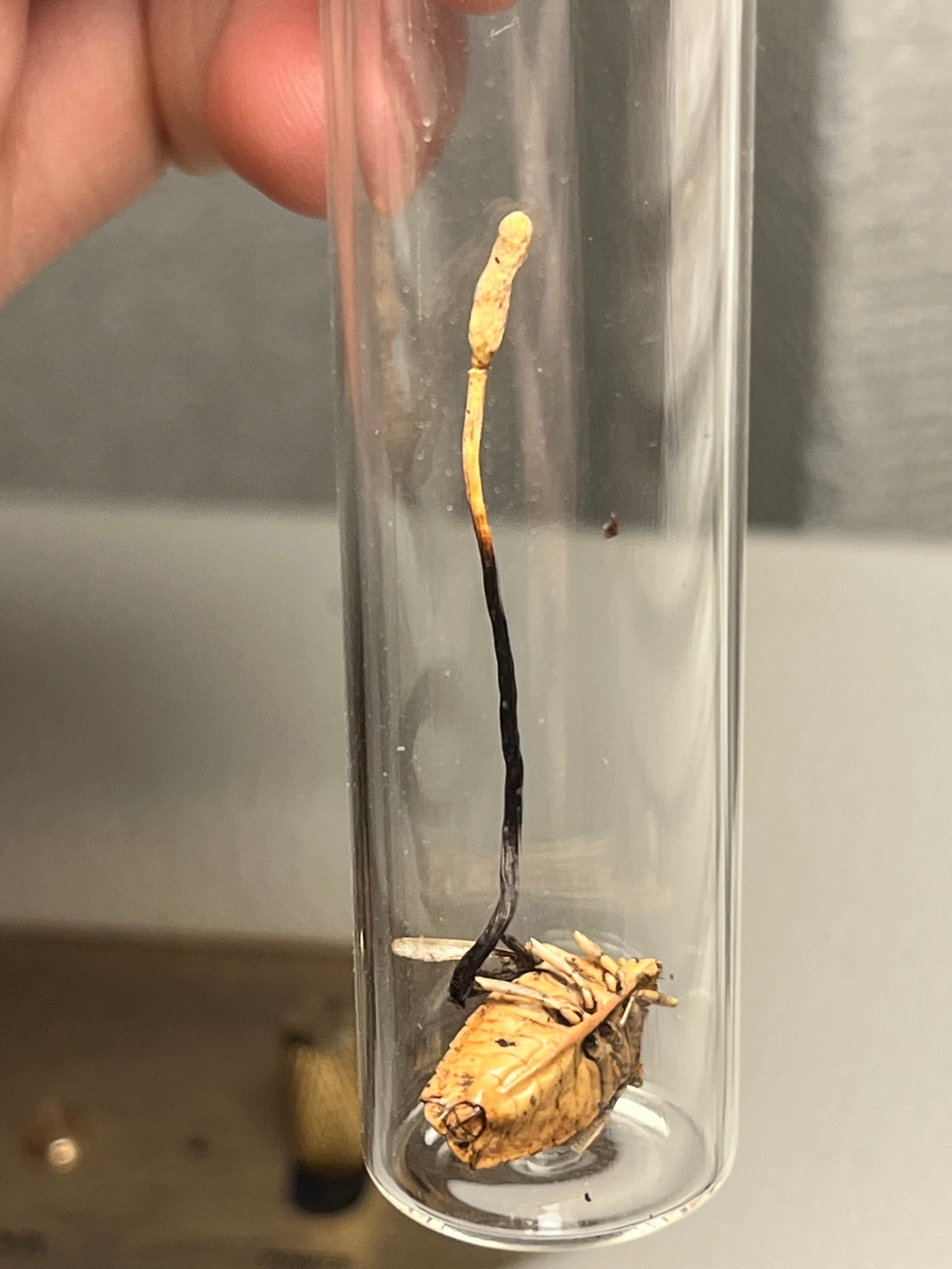 冬虫夏草】カメムシに寄生した冬虫夏草 昆虫標本 多肉植物 エメラルド