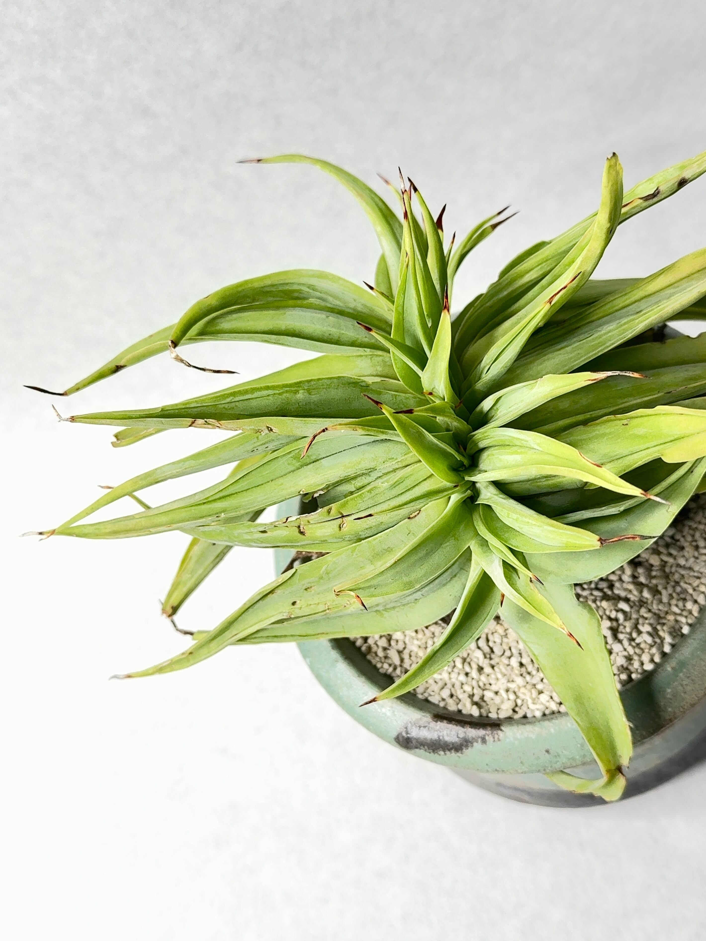 アガベ・ビルモリニアナ綴化 | trigger