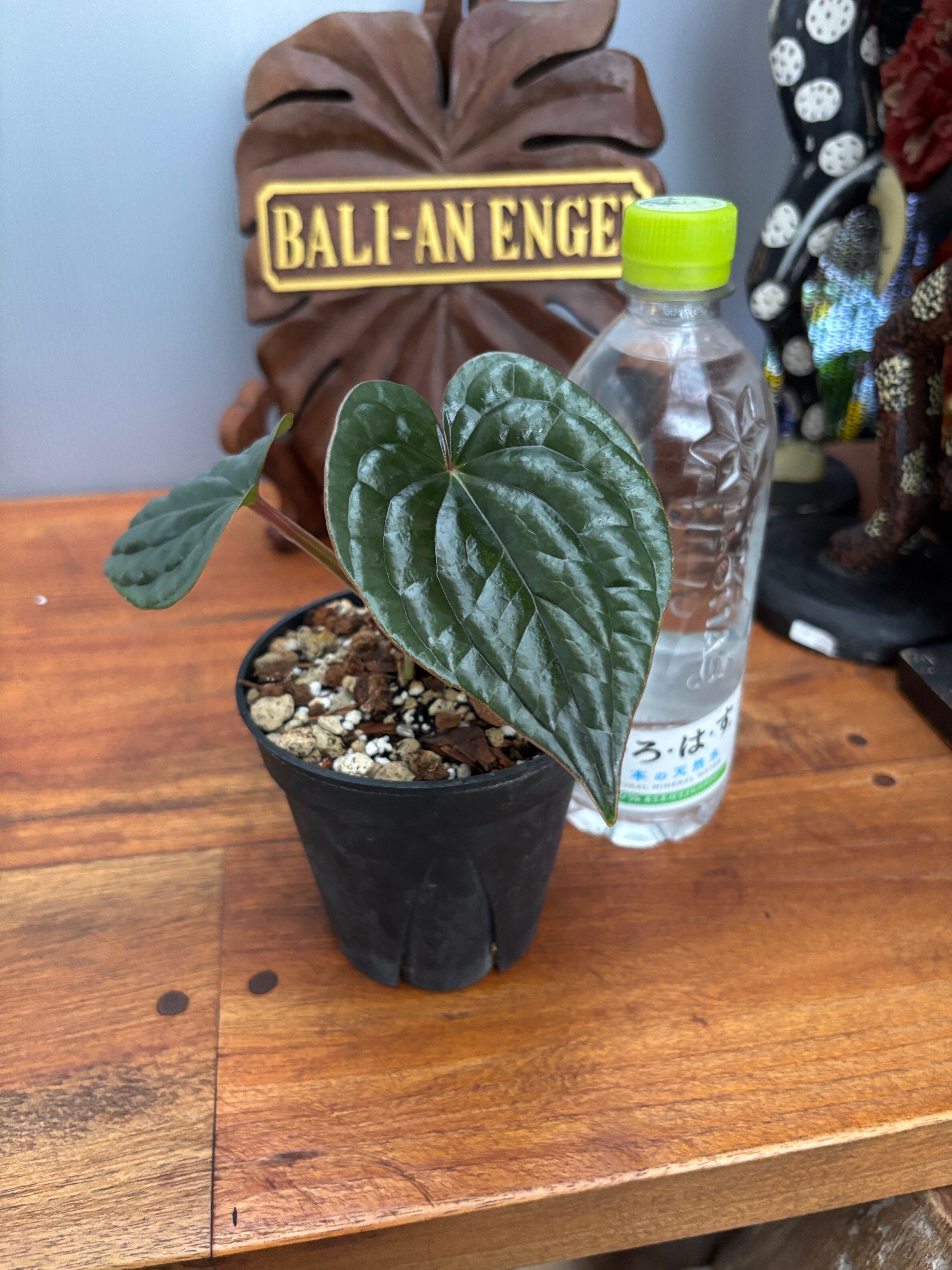 アンスリウム　ポーティラエ アンスリウム ポーティラエ NSE | GREEN LUCK