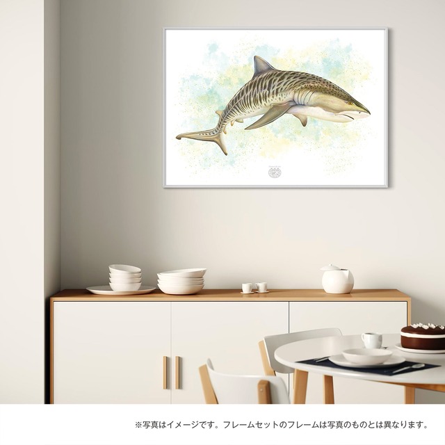 【海のいきものアートポスター／魚】イタチザメ