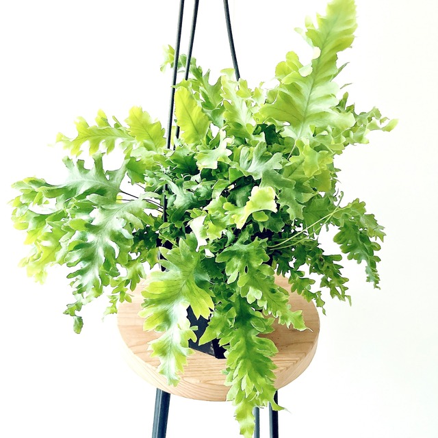 【再入荷】フレボディウム ダバナ ボリューム 58 calm cafe