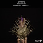【送料無料】ionantha 'Zebrina' (開花株)〔エアプランツ〕現品発送T4554