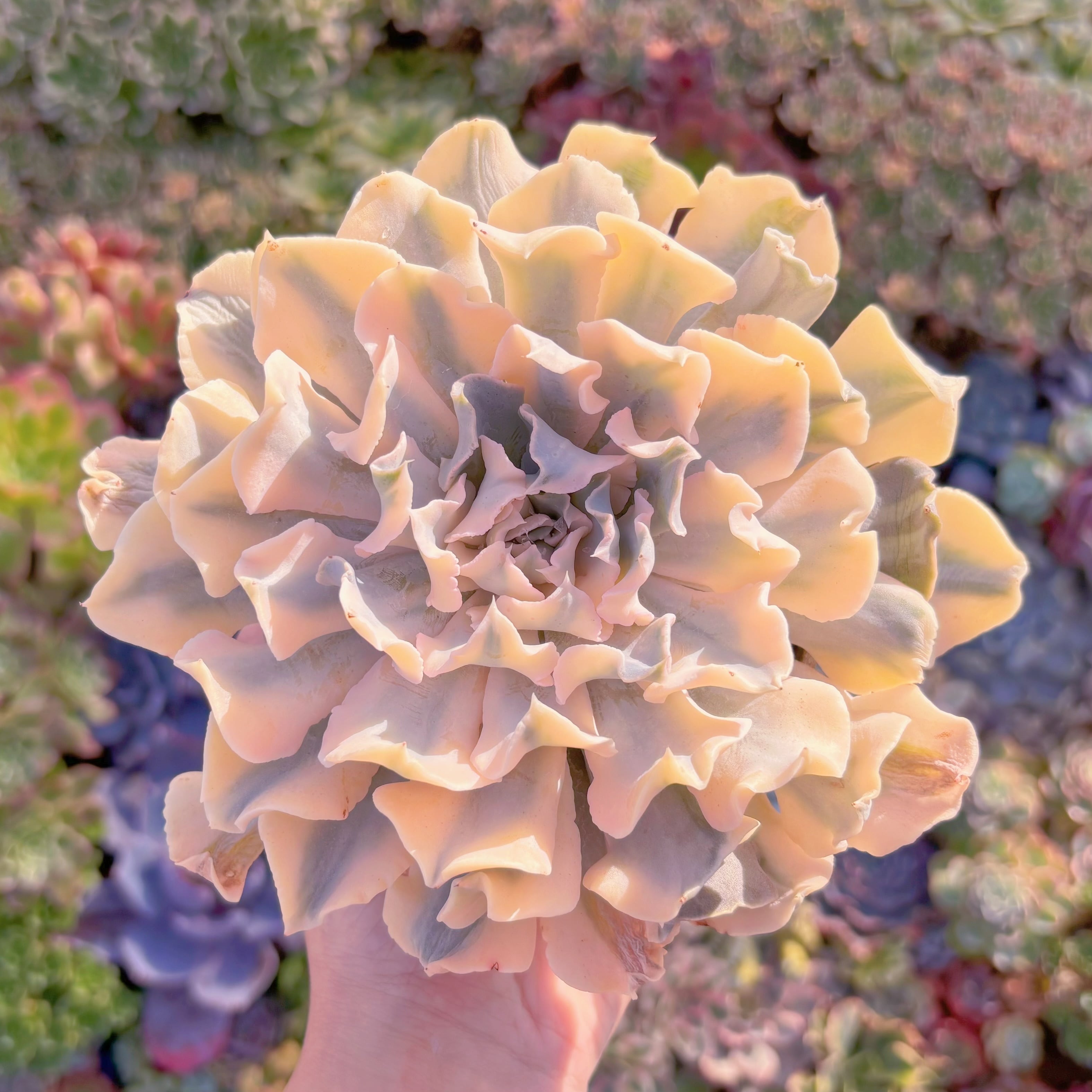 現品　シャフラン錦#907　極上株　特大苗　在庫僅少　るる農園