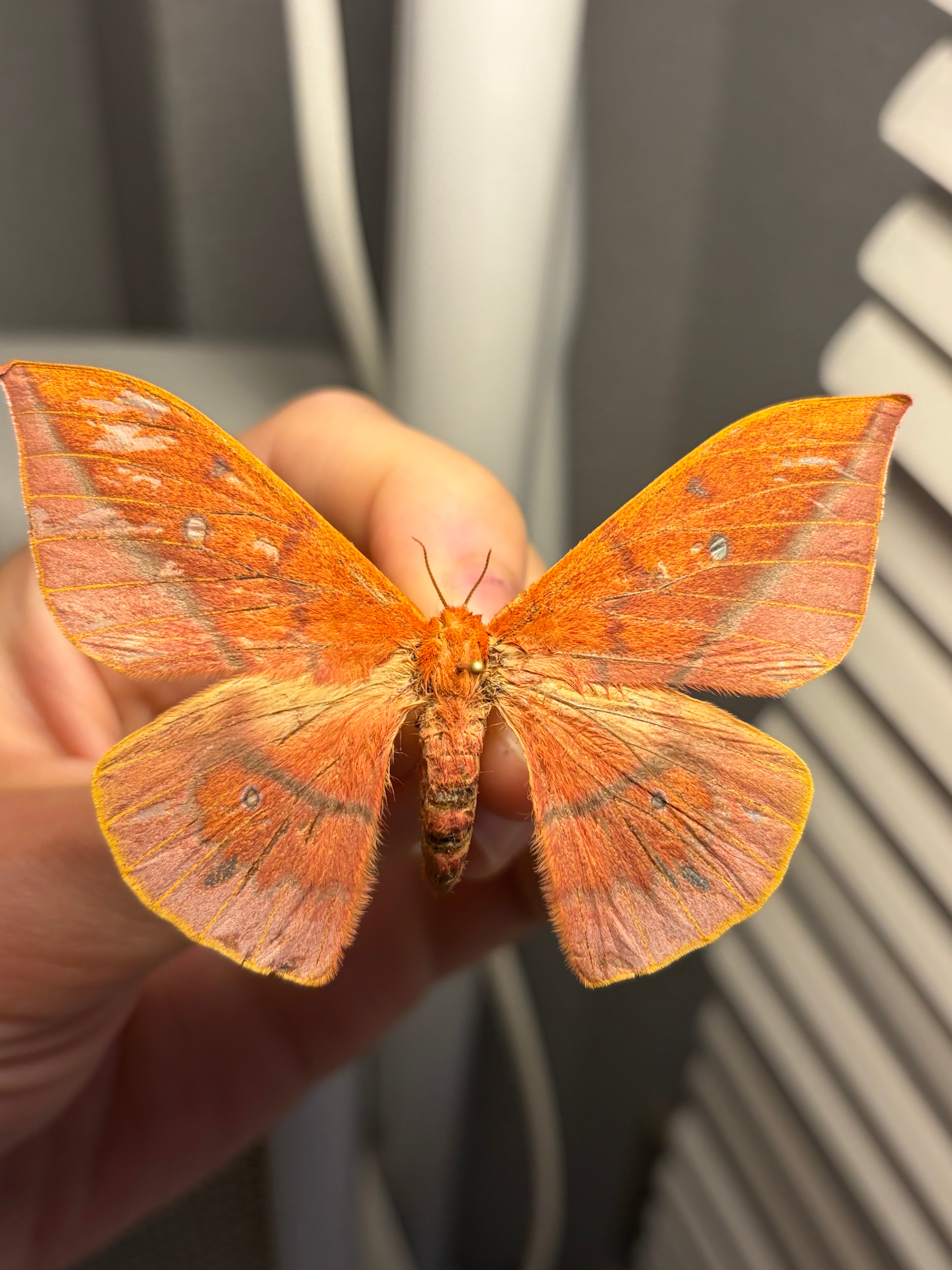 赭色美しいヤママユガ 標本 Cricula jordani | オモニキチュウ