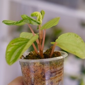 Peperomia argyreia variegated / 極斑入り スイカペペロニア⑦│観葉植物