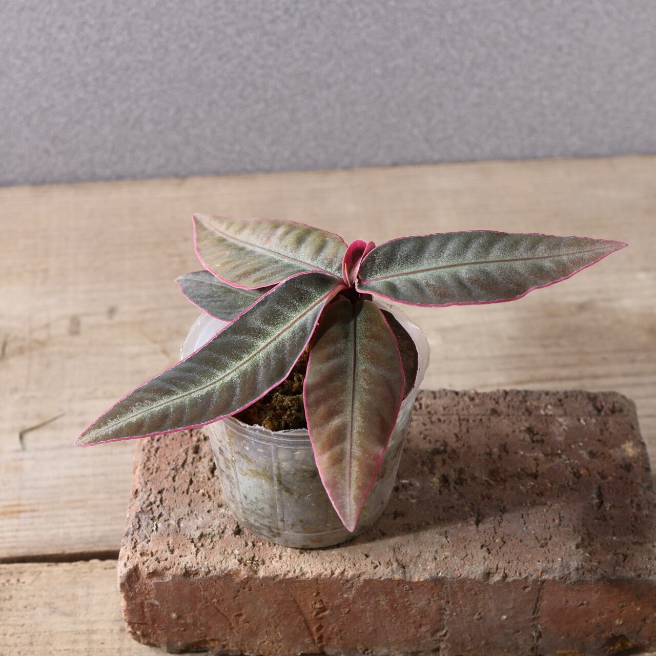 502 『アルディシア 2つセット』観葉植物【送料無料】 | MARX PLANTS