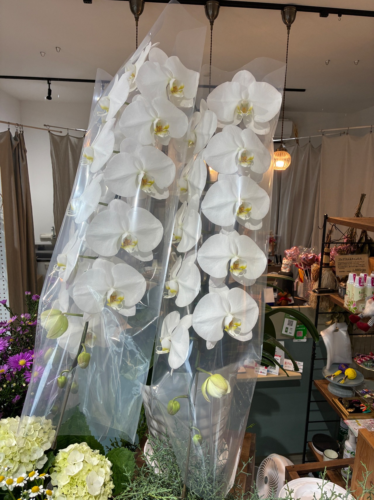 大輪が華やかな『白の胡蝶蘭　3本立』・画像3