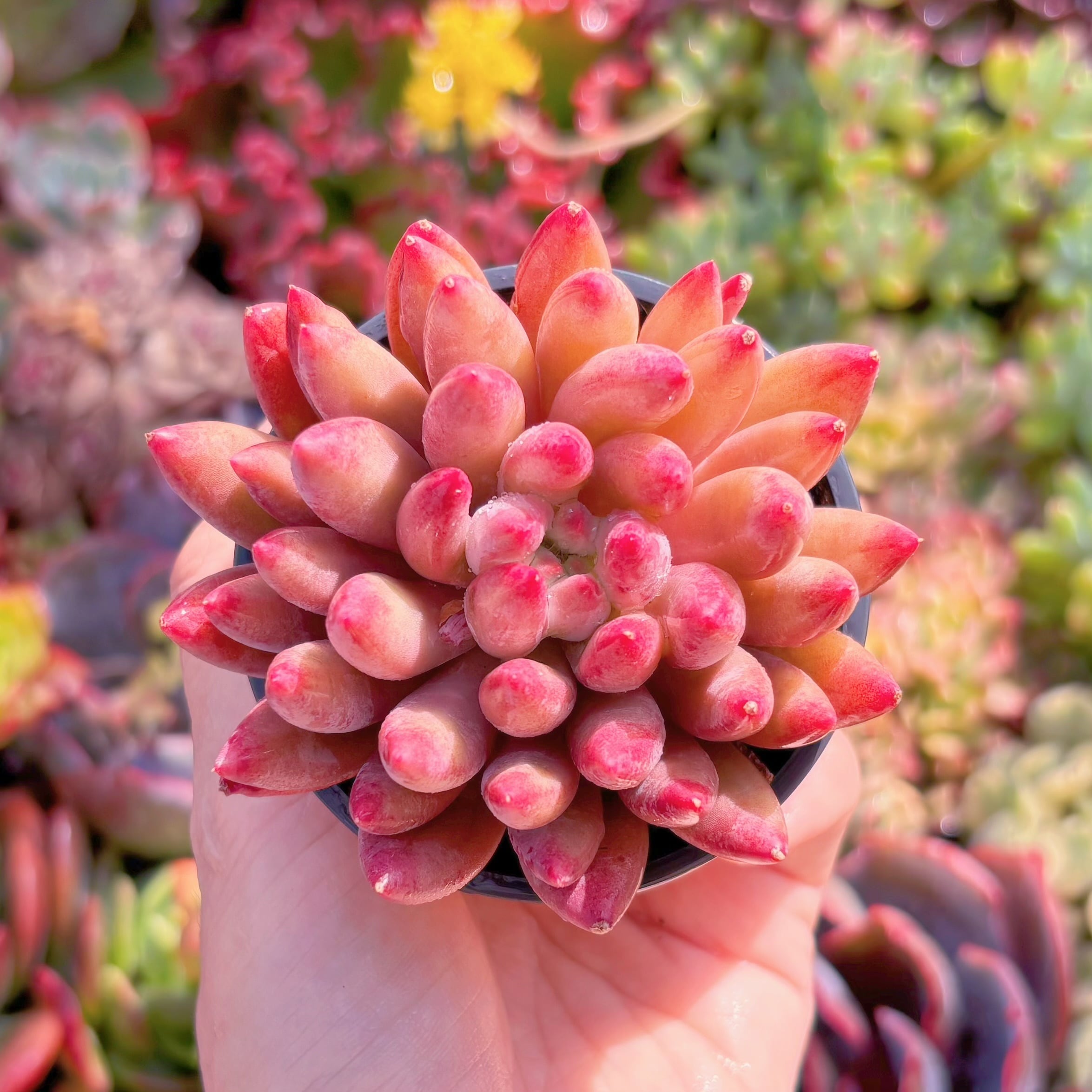 現品　虞美人#M099　新入荷　るる農園