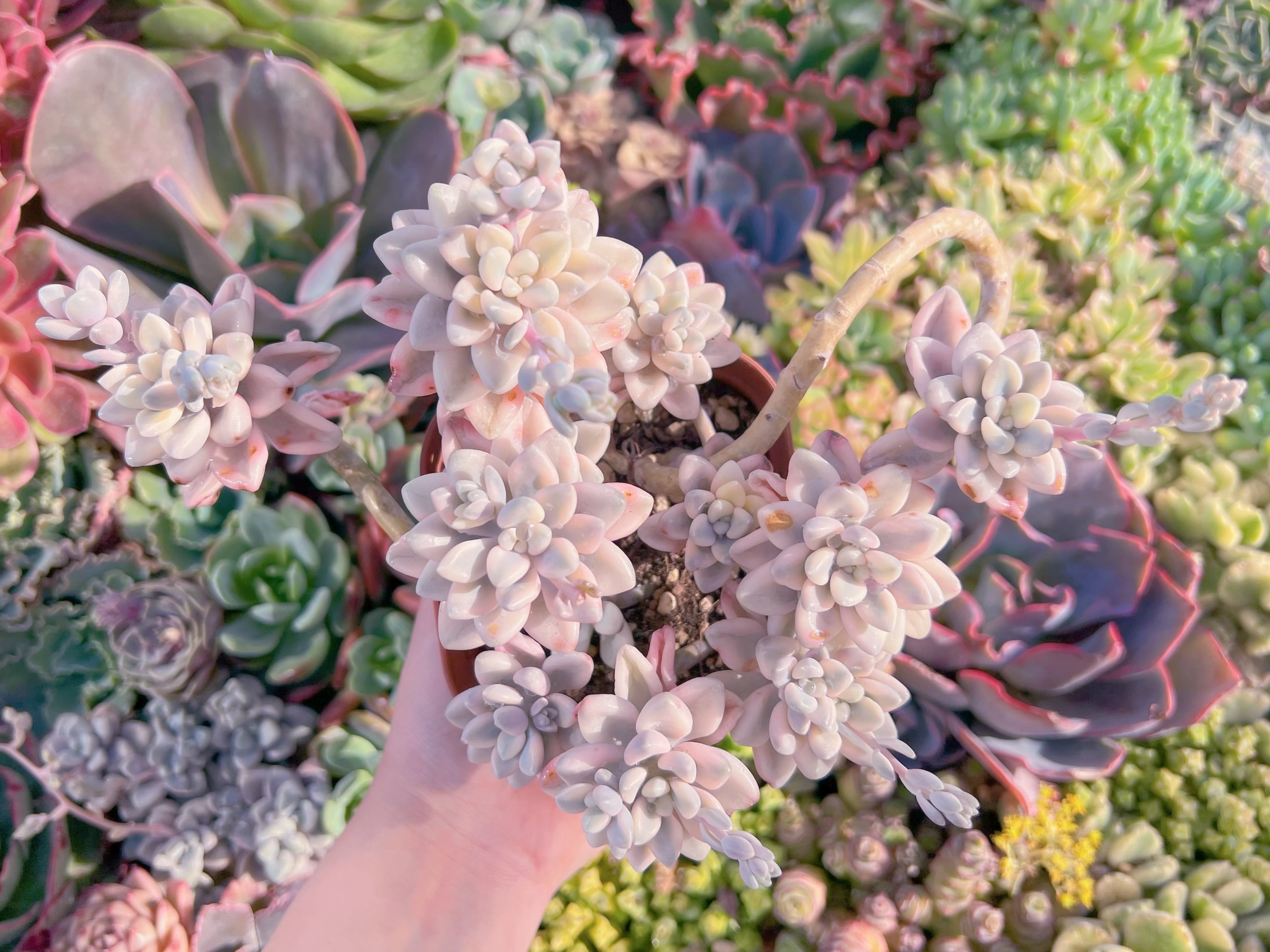 現品　エイレン錦#K204　大群生　るる農園