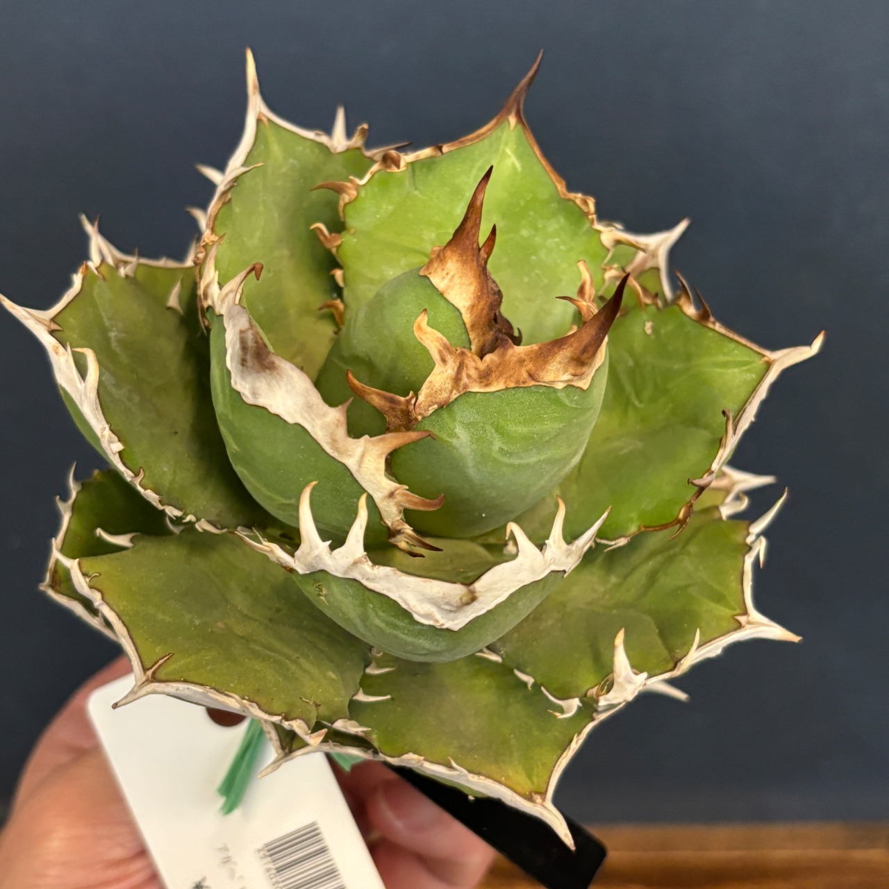 アガベ チタノタ シャーク【848】