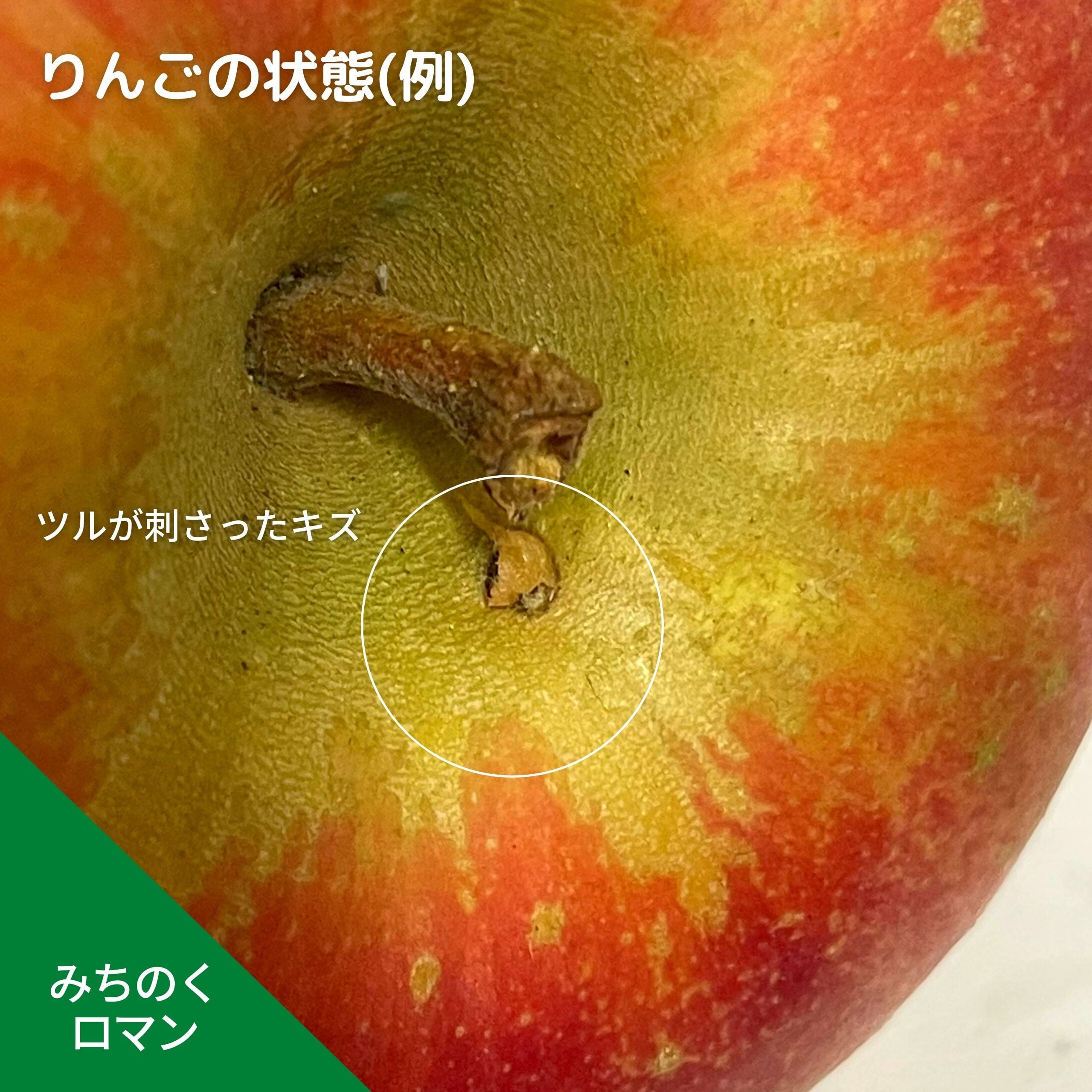 みずみずしい果汁でジューシーなりんご「みちのくロマン」（岩手県産