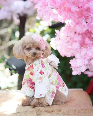 小袖（ご予約受注分）