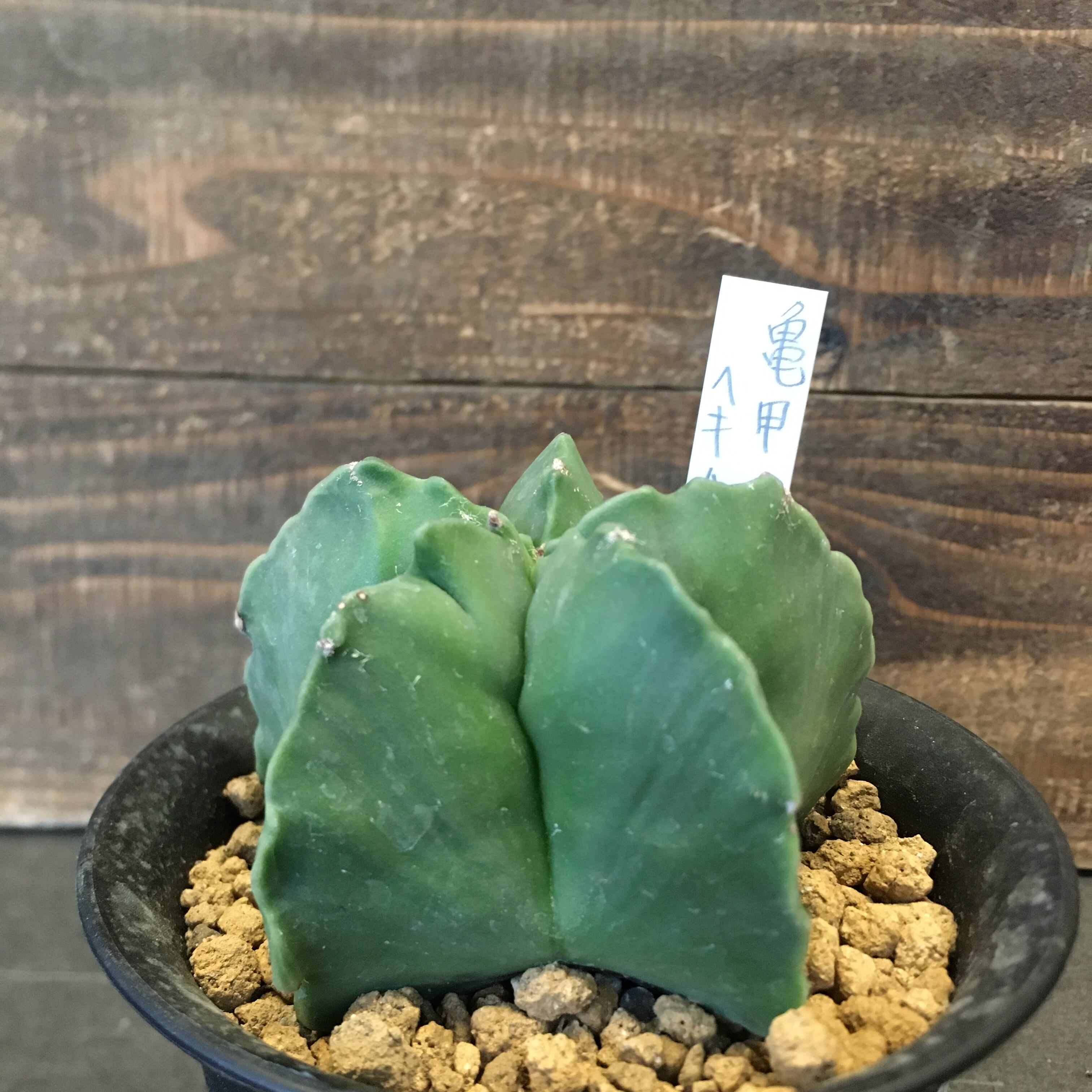 サボテン アストロフィツム 亀甲碧瑠璃ランポー玉 Protoleaf プロトリーフ