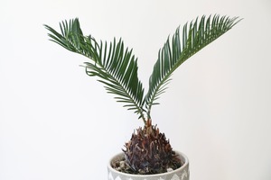 ソテツ(蘇鉄)/Japanese sago palm　※陶器鉢カバー付き
