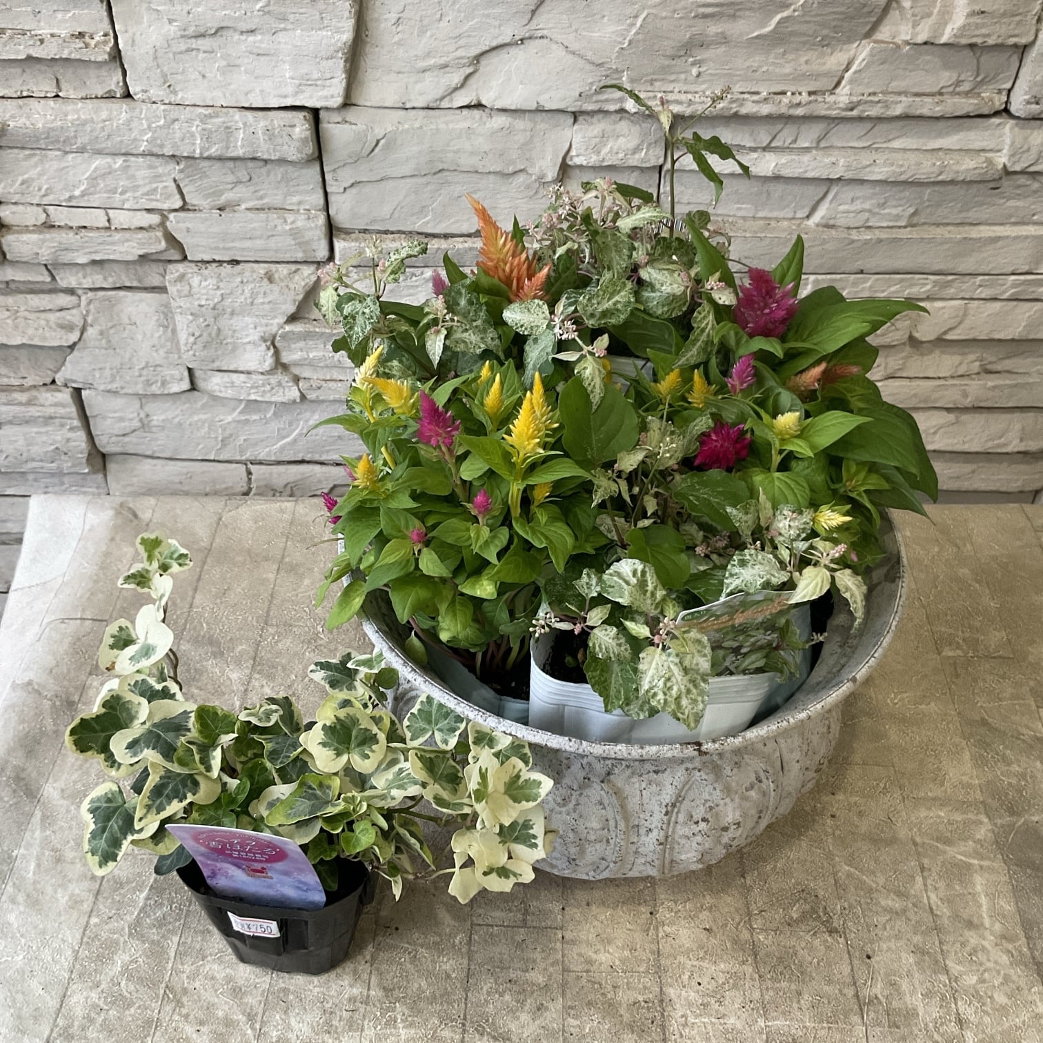 寄せ植え | 橋本種苗園