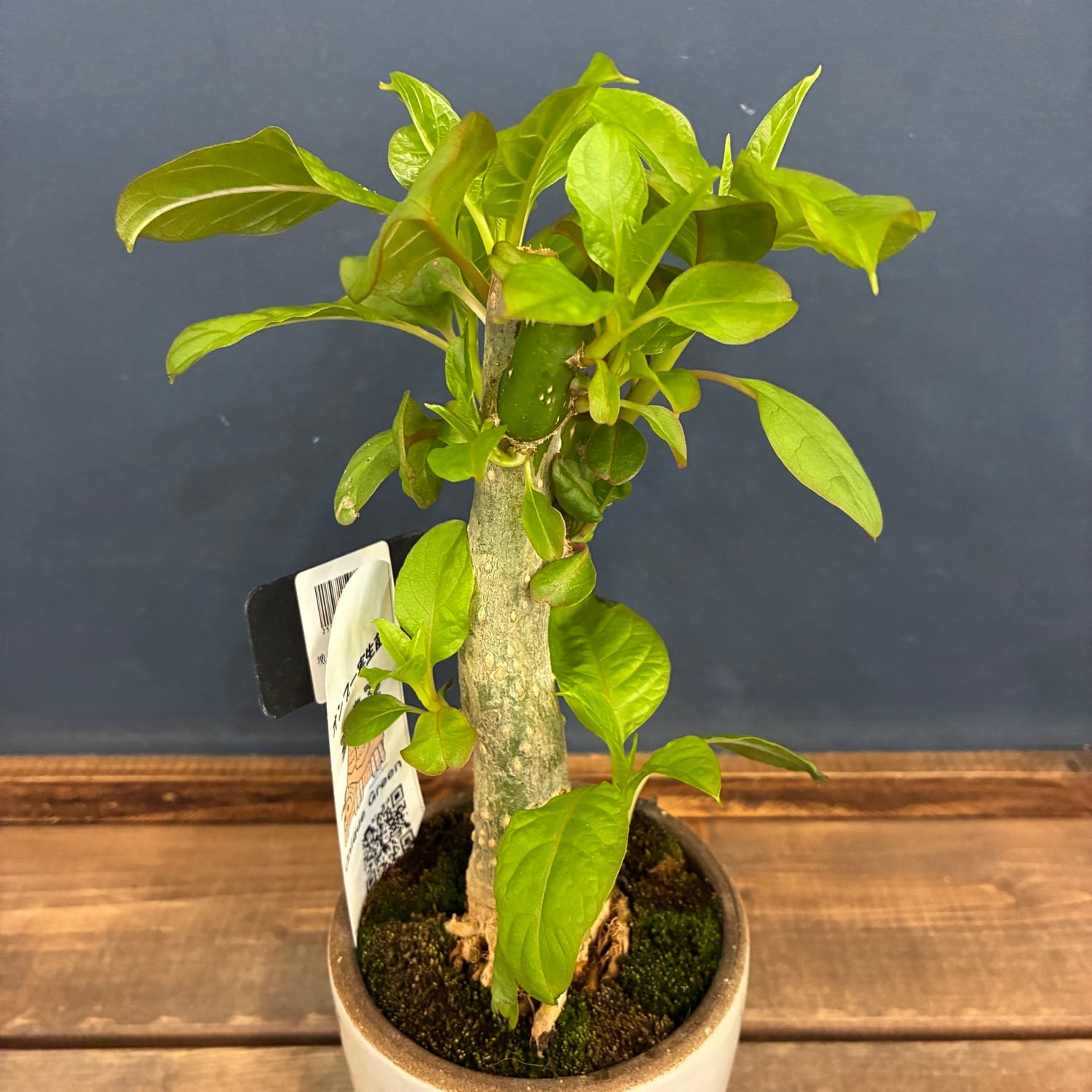 塊根植物 | PROTOLEAF プロトリーフ