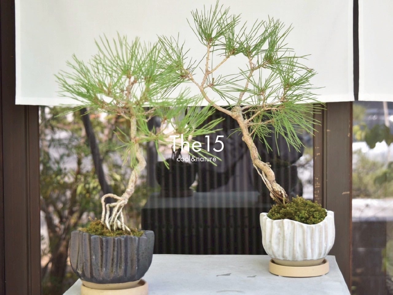 【唯一無二】赤松の盆栽