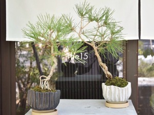 【唯一無二】赤松の盆栽