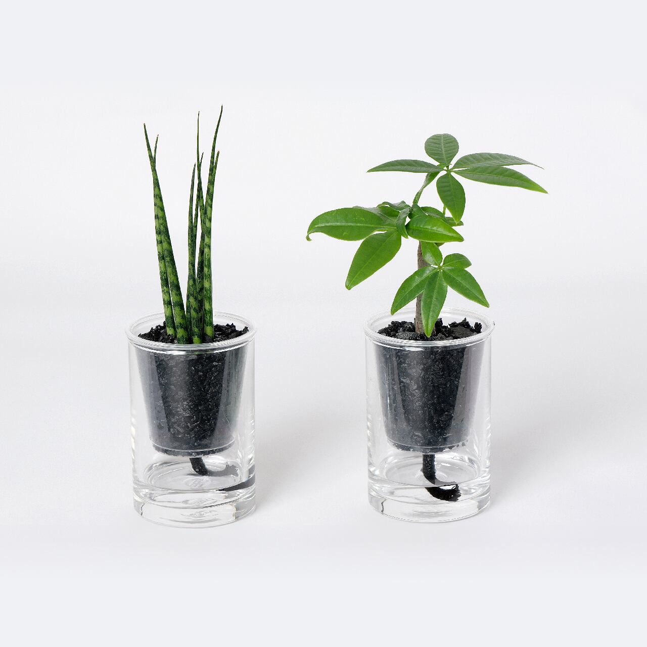 炭の樹 2鉢セット | sumino