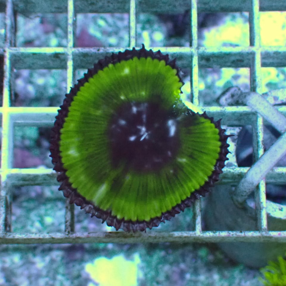 SOFT | HOUSE REEF(ハウスリーフ)サンゴ・海水魚・海藻・通販・大阪・関西