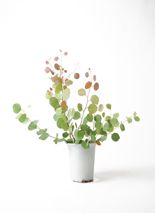 観葉植物 ドラセナ コンシンネ レインボー 8号 | CAgarden